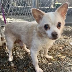Shelter Stray Male Dog last seen Fruitvale area, Oakland, CA, 1101 29th Ave, Oakland, CA 94601, USA