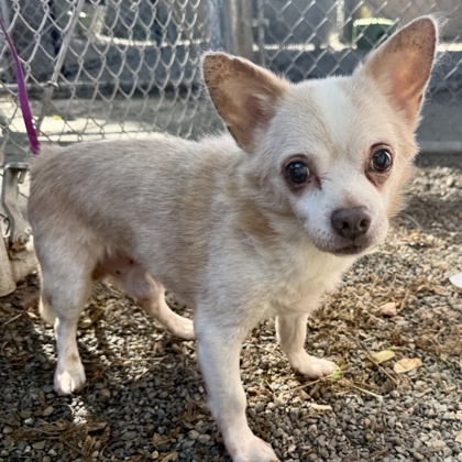Shelter Stray Male Dog last seen Fruitvale area, Oakland, CA, 1101 29th Ave, Oakland, CA 94601, USA
