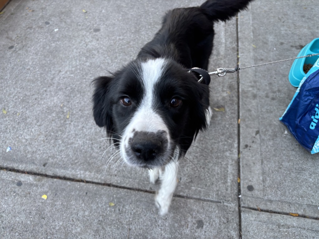 Shelter Stray Female Dog last seen S 161 Street, BRONX, NY, 10451, 326 E 110th St, New York, NY 10029, USA