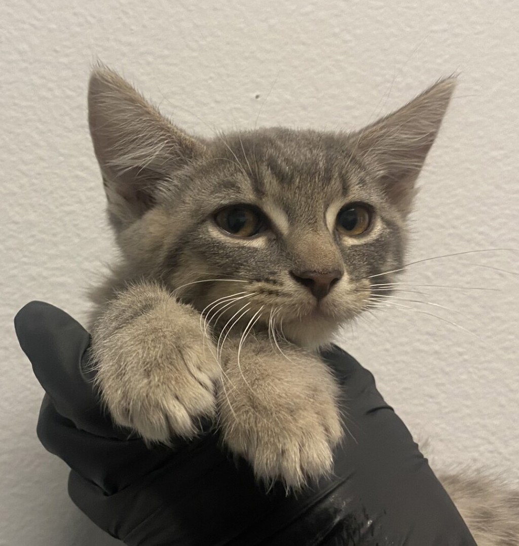 Shelter Stray Male Cat last seen Near 53rd Street, San Diego, CA, 92105, 5500 Gaines St, San Diego, CA 92110, USA