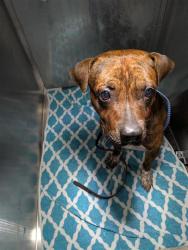 Shelter Stray Male Dog last seen Near Teri Road, AUSTIN, TX, 78744, 7201 Levander Loop bldg a, Austin, TX 78702, USA
