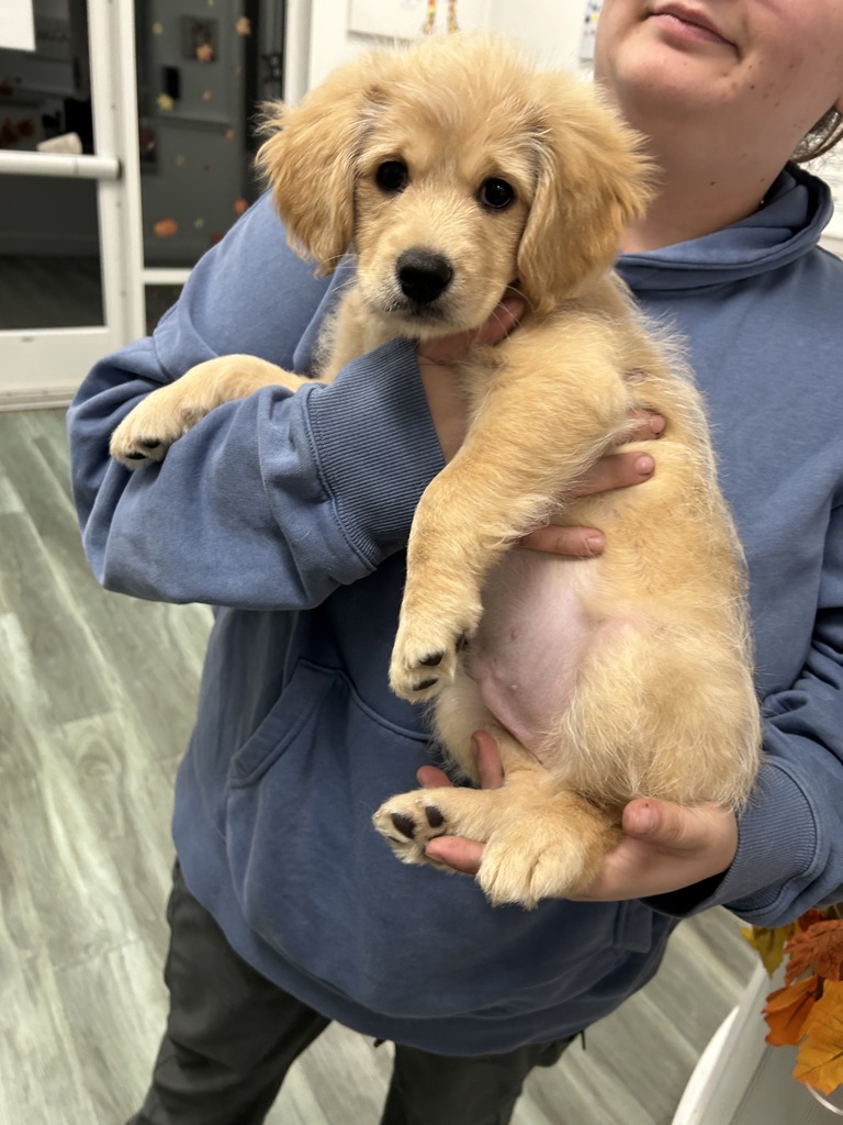 Shelter Stray Male Dog last seen Lynnhaven Parkway, VIRGINIA BEACH, VA, 23456, 341 S Birdneck Rd, Virginia Beach, VA 23451, USA