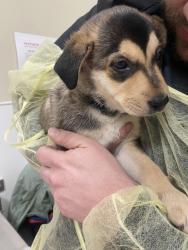 Shelter Stray Male Dog last seen NE 93rd St and NE 107th Ave, VANCOUVER, WA, 98662, 1100 NE 192nd Ave, Vancouver, WA 98684, USA