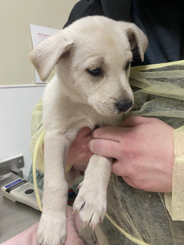 Shelter Stray Female Dog last seen NE 93rd St and NE 107th Ave, VANCOUVER, WA, 98662, 1100 NE 192nd Ave, Vancouver, WA 98684, USA