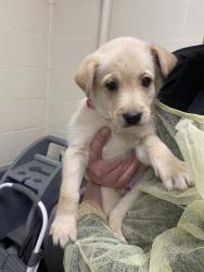 Shelter Stray Male Dog last seen NE 93rd St and NE 107th Ave, VANCOUVER, WA, 98662, 1100 NE 192nd Ave, Vancouver, WA 98684, USA
