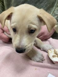 Shelter Stray Male Dog last seen NE 93rd St and NE 107th Ave, VANCOUVER, WA, 98662, 1100 NE 192nd Ave, Vancouver, WA 98684, USA