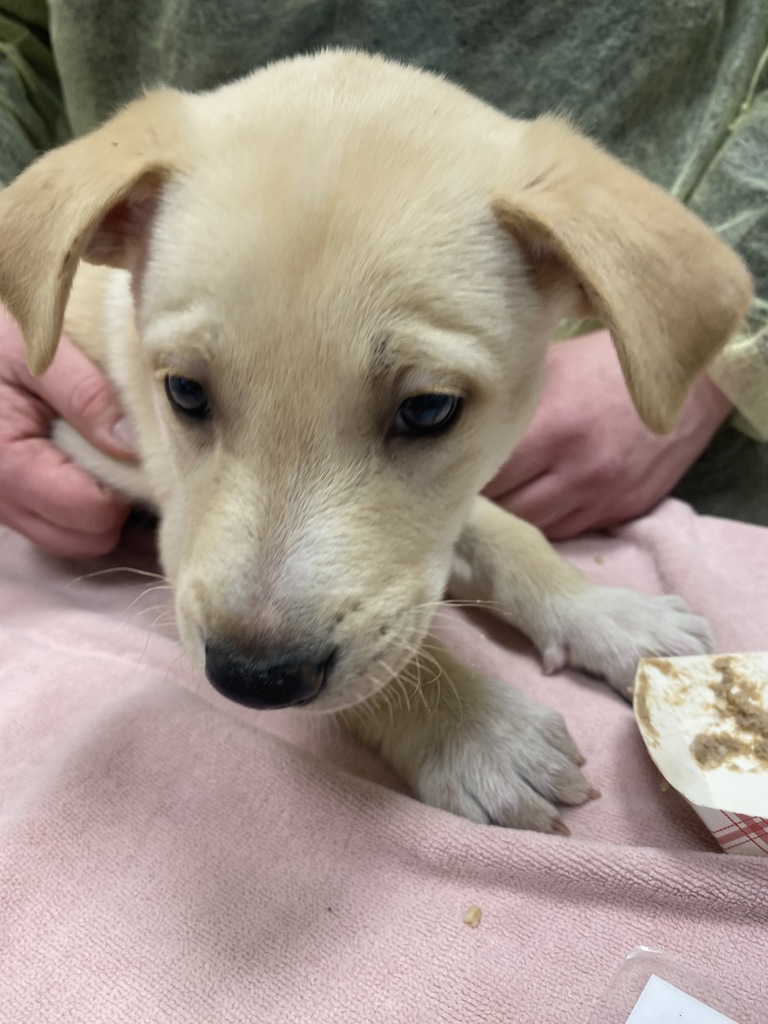 Shelter Stray Male Dog last seen NE 93rd St and NE 107th Ave, VANCOUVER, WA, 98662, 1100 NE 192nd Ave, Vancouver, WA 98684, USA