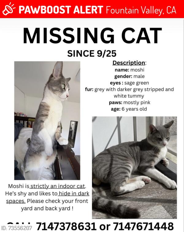 Lost Male Cat last seen Fountain Valley, CA, Fountain Valley, CA 92708