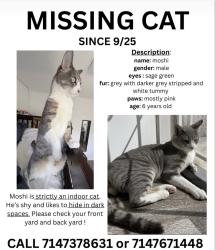 Lost Male Cat last seen Fountain Valley, CA, Fountain Valley, CA 92708
