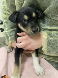 Shelter Stray Male Dog last seen NE 93rd St and NE 107th Ave, VANCOUVER, WA, 98662, 1100 NE 192nd Ave, Vancouver, WA 98684, USA