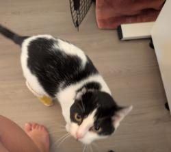 Shelter Stray Male Cat last seen Near Potomac Street, San Diego, CA, 92139, 5500 Gaines St, San Diego, CA 92110, USA