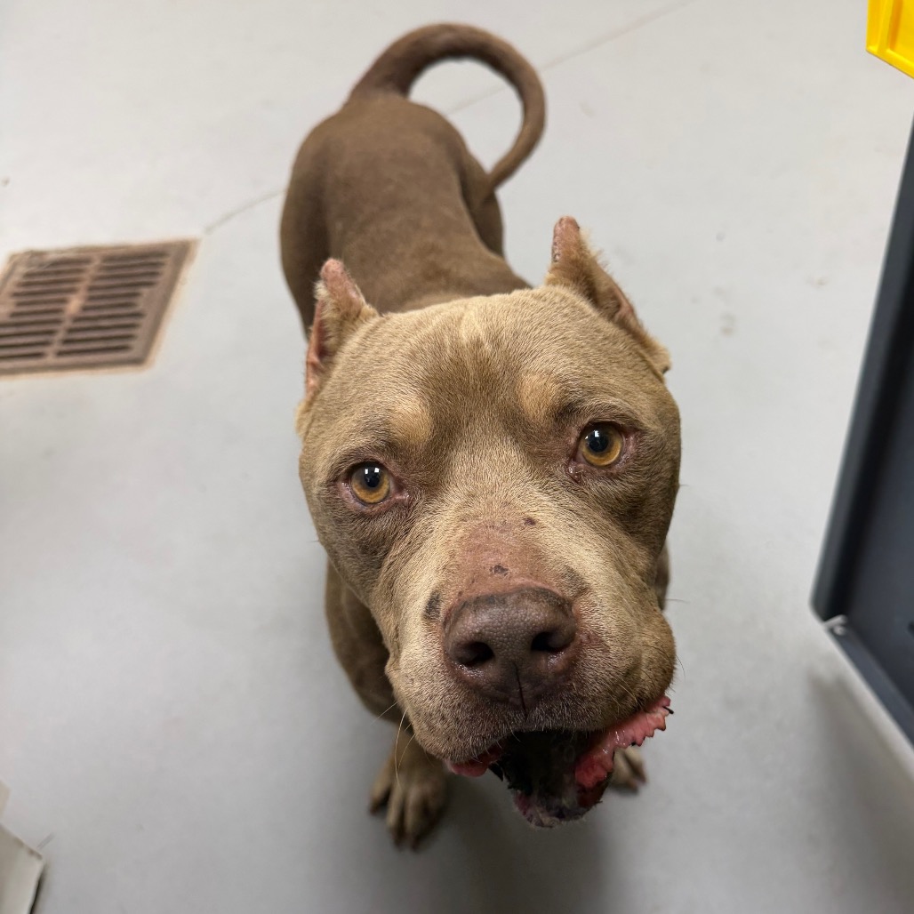 Shelter Stray Male Dog last seen , 4900 Milgen Rd, Columbus, GA 31907, USA