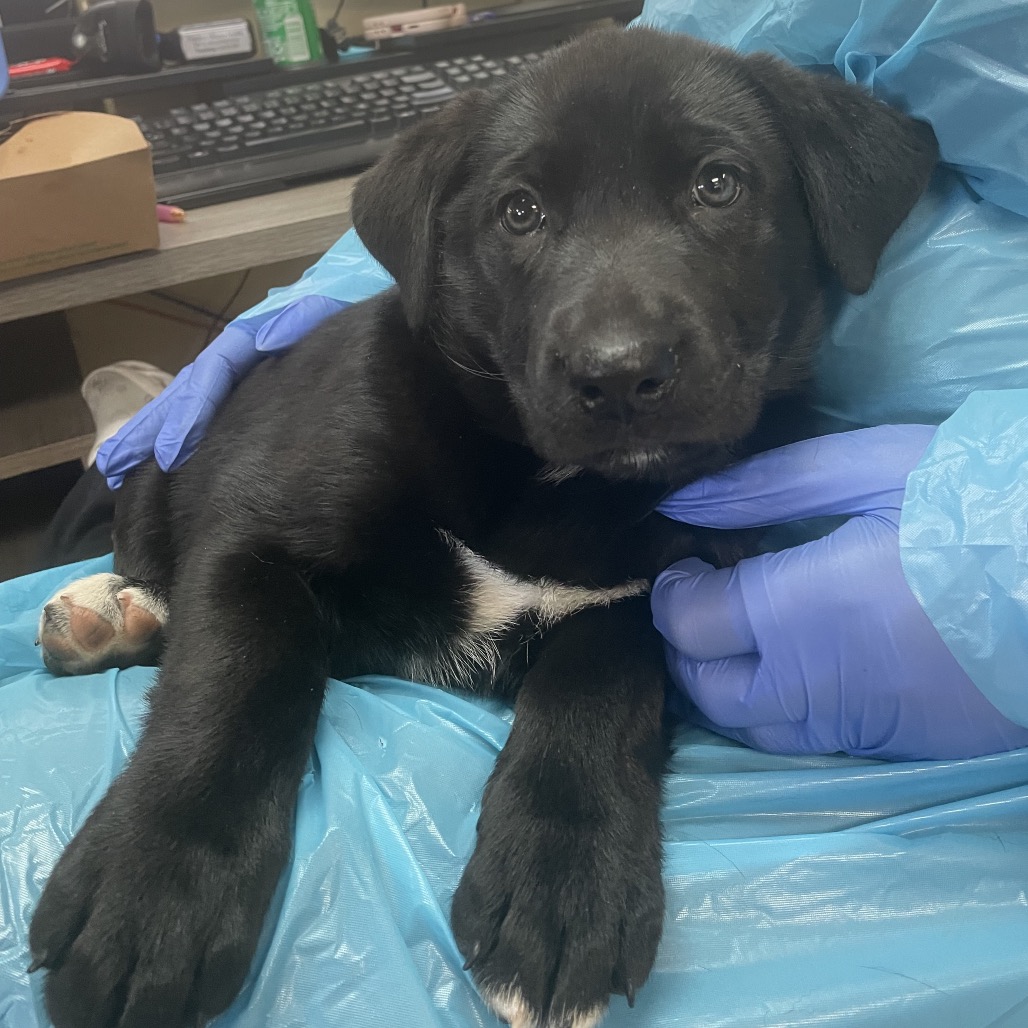 Shelter Stray Female Dog last seen , 361 S Raymond Ave, Pasadena, CA 91105, USA