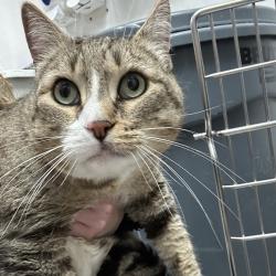 Shelter Stray Male Cat last seen , 124 Evergreen Ave, Newark, NJ 07114, USA