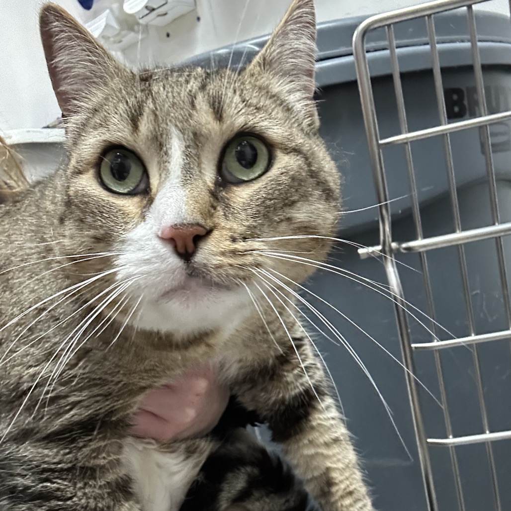 Shelter Stray Male Cat last seen , 124 Evergreen Ave, Newark, NJ 07114, USA