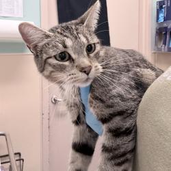 Shelter Stray Female Cat last seen , 2608 Center St, Tacoma, WA 98409, USA