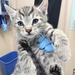 Shelter Stray Male Cat last seen , 2608 Center St, Tacoma, WA 98409, USA