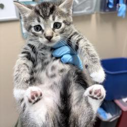 Shelter Stray Male Cat last seen , 2608 Center St, Tacoma, WA 98409, USA