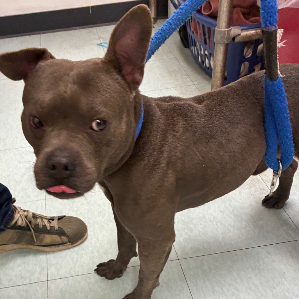 Shelter Stray Male Dog last seen , Animal Care & Control Team of Philly, 111 W Hunting Park Ave, Philadelphia, PA 19140, USA