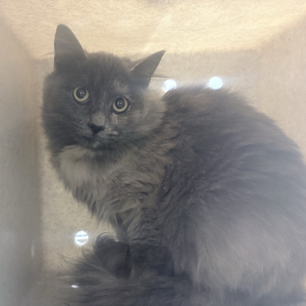 Shelter Stray Female Cat last seen , 2608 Center St, Tacoma, WA 98409, USA