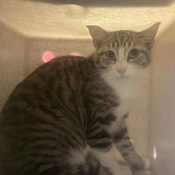 Shelter Stray Female Cat last seen , 2608 Center St, Tacoma, WA 98409, USA