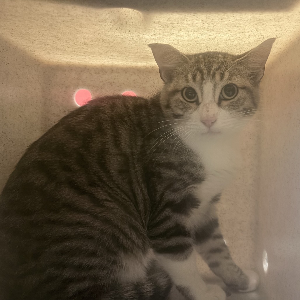 Shelter Stray Female Cat last seen , 2608 Center St, Tacoma, WA 98409, USA