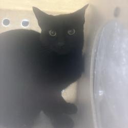 Shelter Stray Male Cat last seen , 2608 Center St, Tacoma, WA 98409, USA