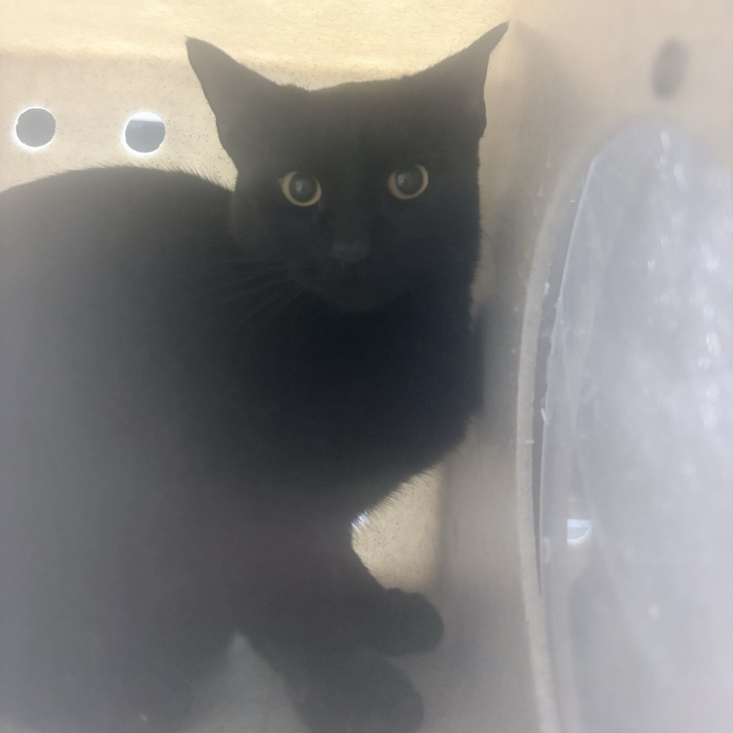 Shelter Stray Male Cat last seen , 2608 Center St, Tacoma, WA 98409, USA
