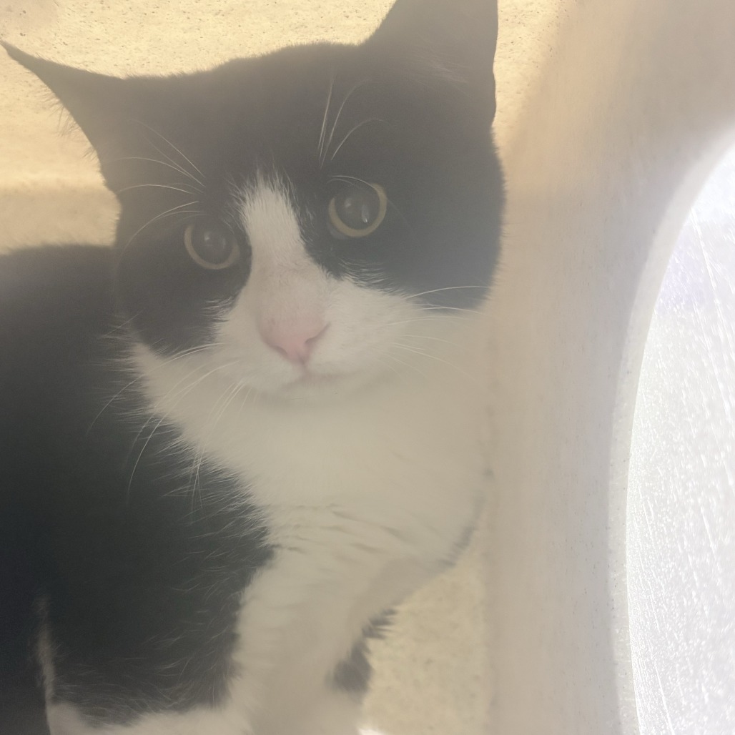 Shelter Stray Male Cat last seen , 2608 Center St, Tacoma, WA 98409, USA