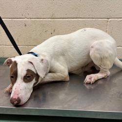 Shelter Stray Male Dog last seen , 2350 Appling City Cove, Memphis, TN 38133, USA