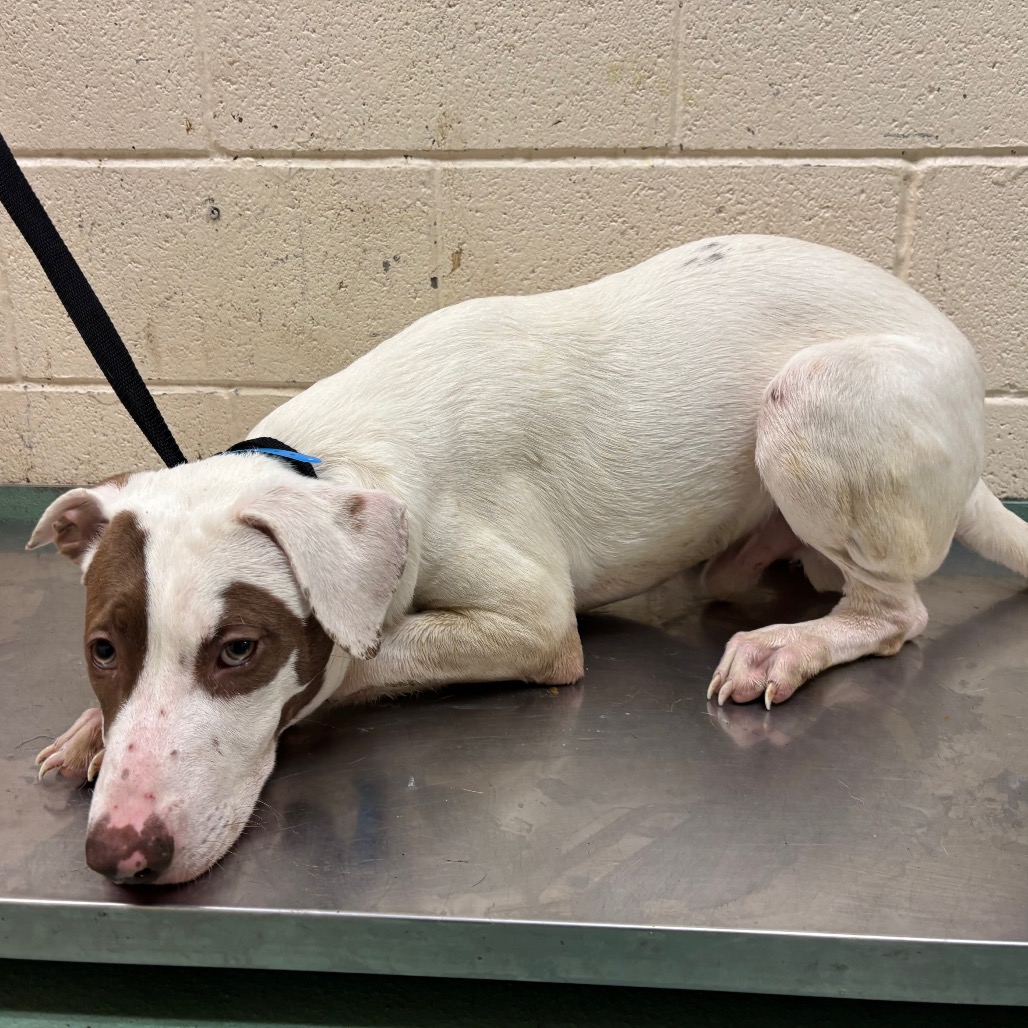 Shelter Stray Male Dog last seen , 2350 Appling City Cove, Memphis, TN 38133, USA