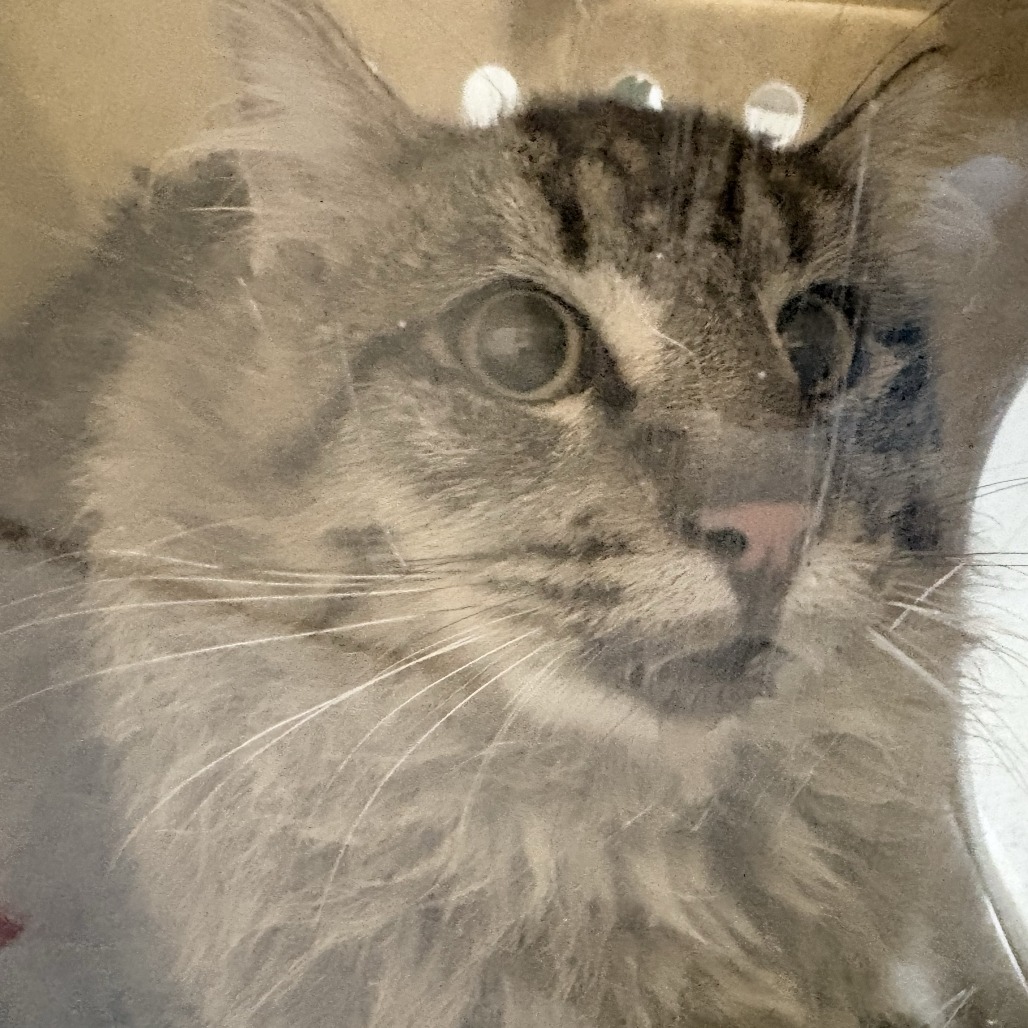Shelter Stray Male Cat last seen , 2608 Center St, Tacoma, WA 98409, USA
