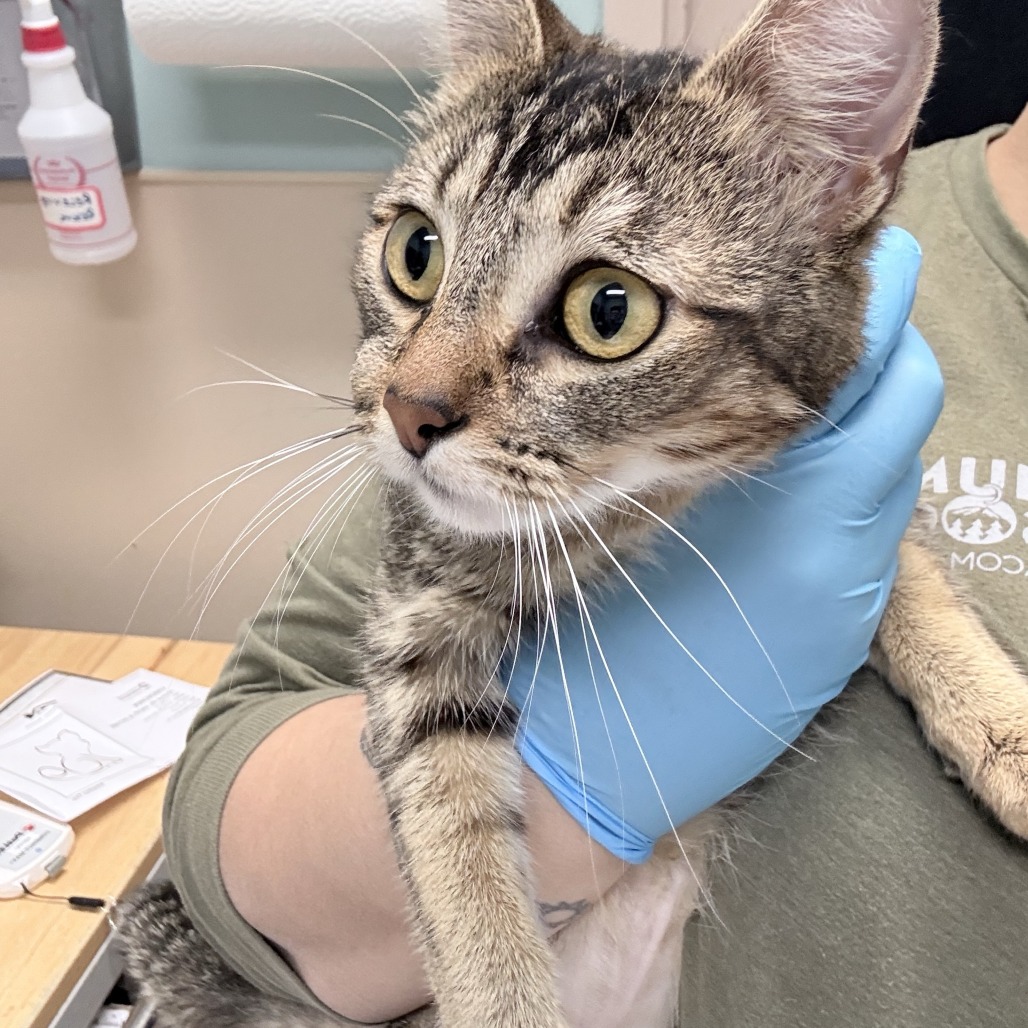 Shelter Stray Female Cat last seen , 2608 Center St, Tacoma, WA 98409, USA