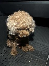 Reunited Female Dog last seen Henderson and newbridge, San Mateo, CA 94401