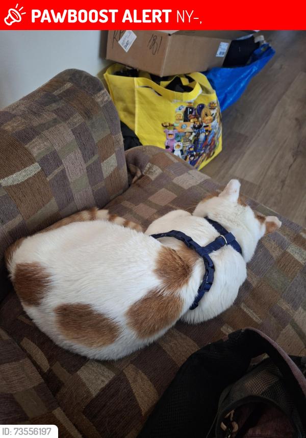 Lost Male Cat last seen Home Depot parking lot in Liverpool NY, NY-31,  14522