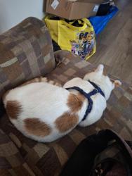 Lost Male Cat last seen Home Depot parking lot in Liverpool NY, NY-31,  14522