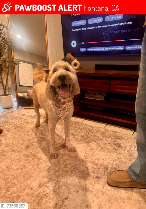 Lost Female Dog last seen Winco Food on Foothill & Cherry, Fontana, CA 92335