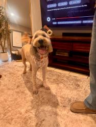Lost Female Dog last seen Winco Food on Foothill & Cherry, Fontana, CA 92335