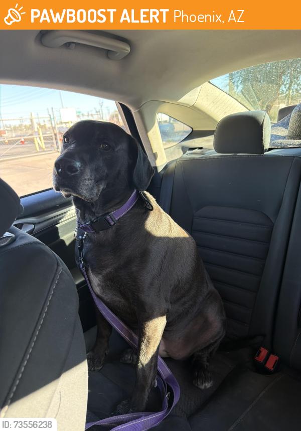 Found/Stray Female Dog last seen Near east Mohave in Salvation Army, Phoenix, AZ 85004