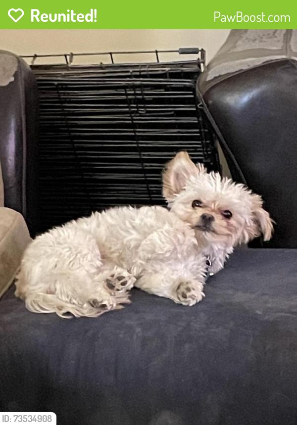 Reunited Male Dog last seen Enclave apmts, West Valley City, UT 84119
