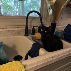 Lost Male Cat last seen Wooded area behind hse, Matthews, NC 28104