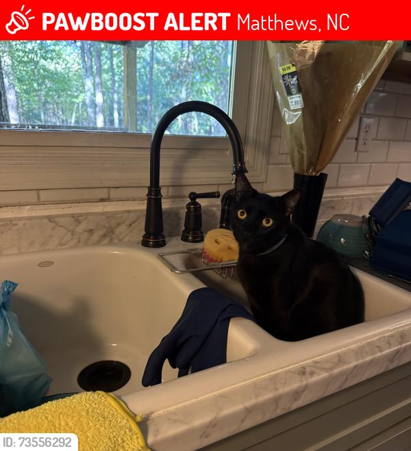 Lost Male Cat last seen Wooded area behind hse, Matthews, NC 28104