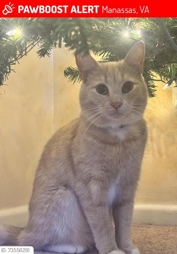 Lost Male Cat last seen Covington Place, Manassas, VA 20109