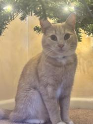 Lost Male Cat last seen Covington Place, Manassas, VA 20109