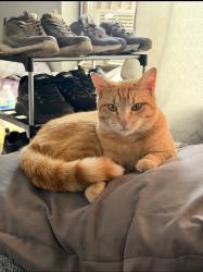 Lost Female Cat last seen Near elm court 639, Federal Heights, CO 80260