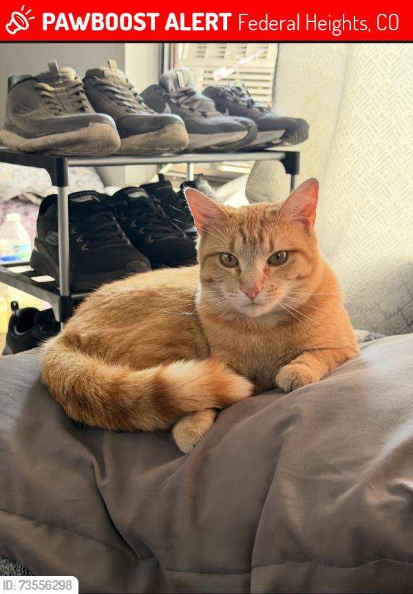 Lost Female Cat last seen Near elm court 639, Federal Heights, CO 80260