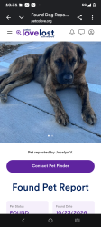 Lost Male Dog last seen Van Buren Litchfield rd, Goodyear, AZ 85338