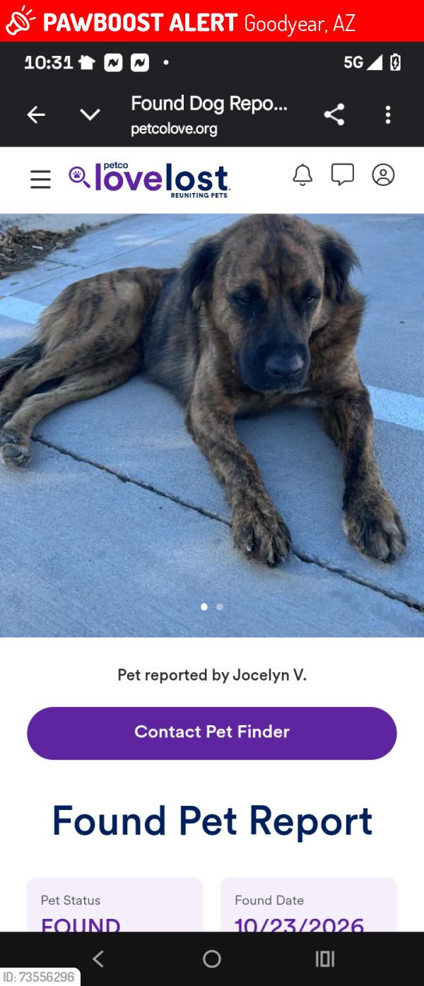 Lost Male Dog last seen Van Buren Litchfield rd, Goodyear, AZ 85338