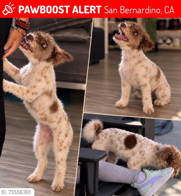Lost Female Dog last seen Sterling and merito, San Bernardino, CA 92404