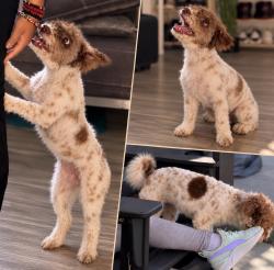 Lost Female Dog last seen Sterling and merito, San Bernardino, CA 92404